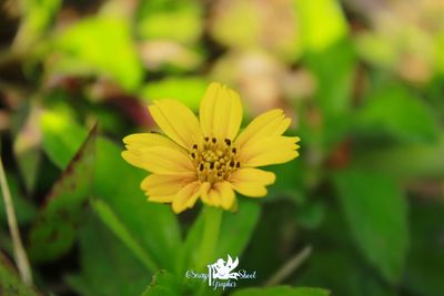 Close-up of yellow flowering plant
