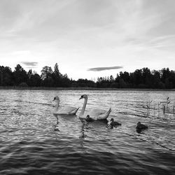 Swans and cygnets swimming in lake