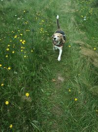 Dog on field