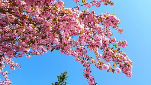 Low angle view of pink cherry blossoms in spring