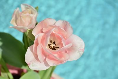 Close-up of soft pastel pink tulip blossoms