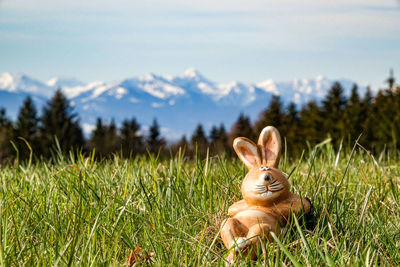 View of a horse on field