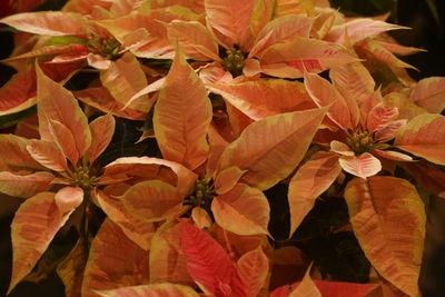 Close-up of red flowering plant