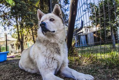 View of a dog looking away