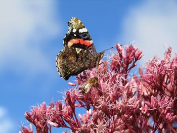 Close-up of butterfly pollinating on pink flower