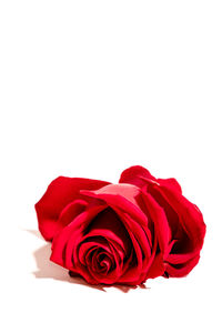 Close-up of red rose against white background