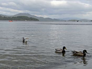 Ducks swimming in lake