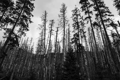 Low angle view of trees against sky