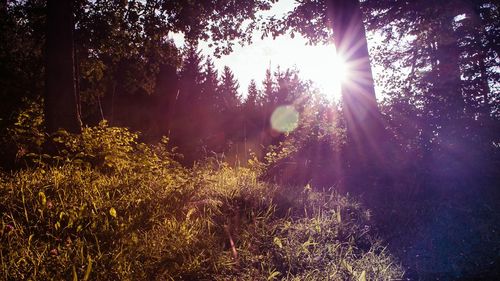 View of trees in forest