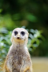 Close-up portrait of an animal