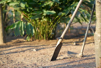 Close-up of spade  plant on field