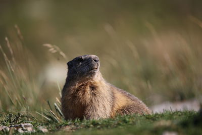 Close-up of marmot on grass