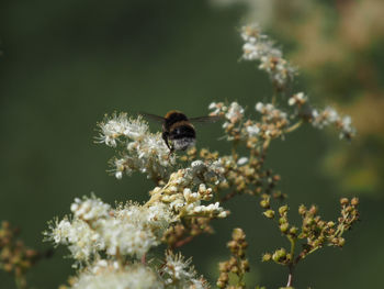 Close-up of bee pollinating flower