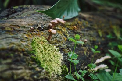 Close-up of mushroom growing on plant