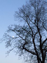 Low angle view of bare tree against sky