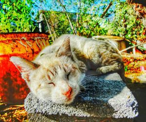 Portrait of cat sitting outdoors