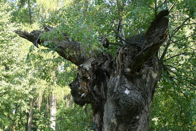 Low angle view of trees in forest