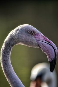 The greater flamingo 