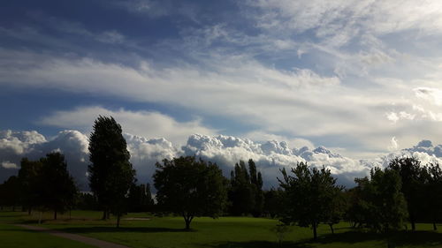 Trees on field against sky