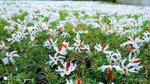 Close-up of poppy flowers growing in field