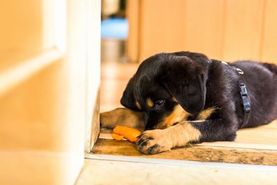 Close-up of puppy with carrot on floor