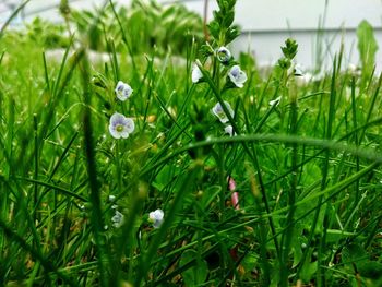 Close-up of white flowering plants on field