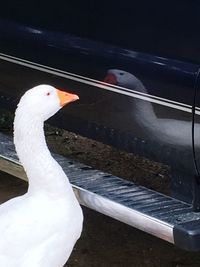 Close-up of white duck