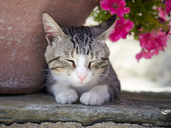 Close-up of a cat resting