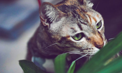 Close-up of a cat looking away