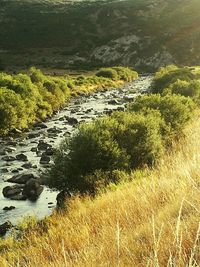 Stream flowing through a river