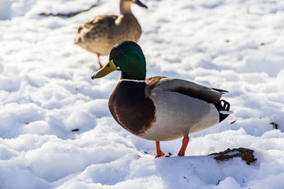 Bird on a snow