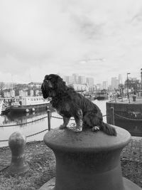 Cavalier king charles spaniel sitting on metallic bollard at port in canary wharf