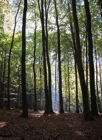 Trees in forest