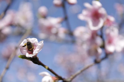Close-up of white flowers on branch