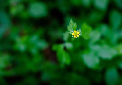 Close-up of yellow flowers blooming outdoors