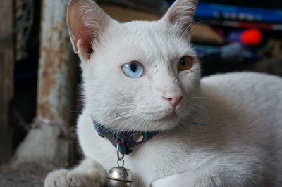Close-up portrait of a cat