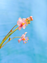 Close-up of pink flower against blue sky