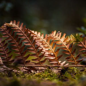 A beautiful brown, dried fern leaf on the forest floor in early spring. natural scenery.