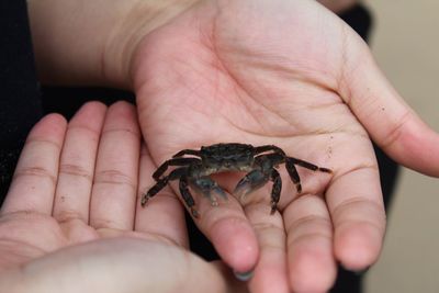 Close-up of hands holding crab