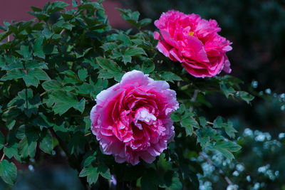 Close-up of pink rose blooming outdoors