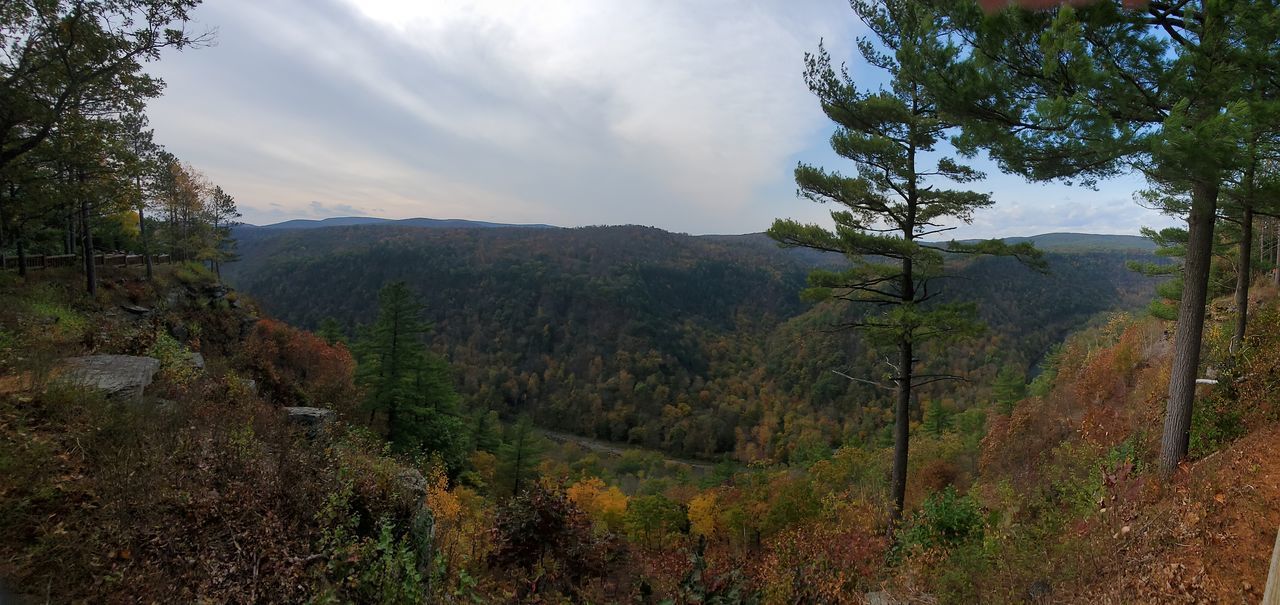 SCENIC VIEW OF FOREST AGAINST SKY