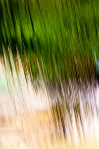 Close-up of wet grass on field