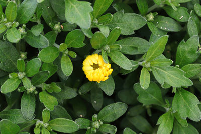 Close-up of yellow flowering plants