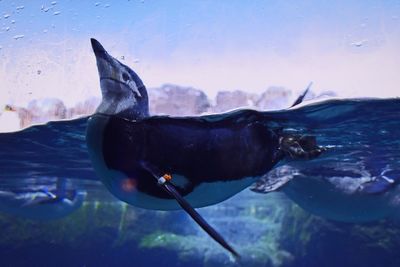 Penguin swimming in aquarium