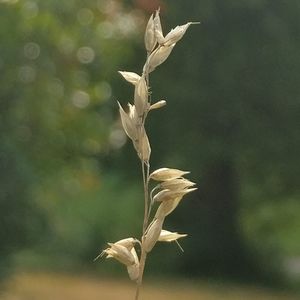 Close-up of plant against blurred background