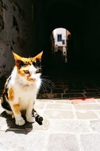 Portrait of cat sitting on wall