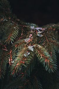 Close-up of pine tree leaves