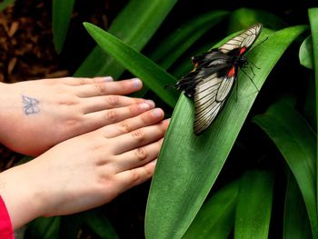 Close-up of butterfly on hand