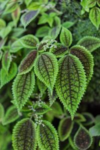 Close-up of fern leaves