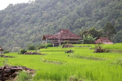 Rice terrace in north thailand 